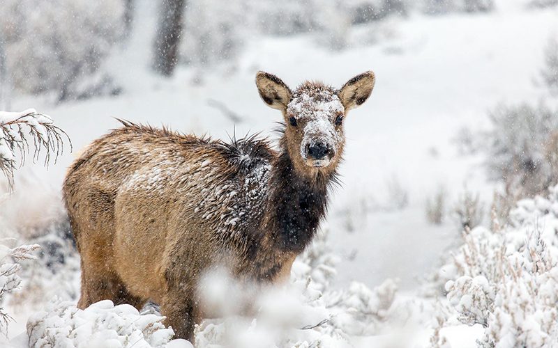 elk-6835147_1920 copy
